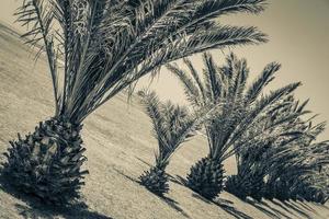 Palms, palm tree Sea Point Promenade Cape Town South Africa. photo