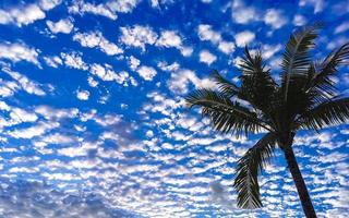 Blue sky fluffy clouds and shady palm trees in Mexico. photo