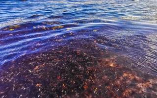 Beautiful Caribbean beach totally filthy dirty nasty seaweed problem Mexico. photo