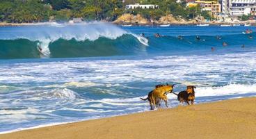 Dogs are playing in water with waves Puerto Escondido Mexico. photo