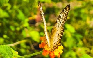 Mariposa tropical en planta de flor en el bosque y la naturaleza de México. foto