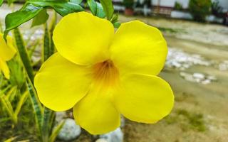 Yellow beautiful tropical flowers and plants in Mexico. photo