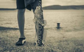 atrapó peces amarillos y colgó de una caña de pescar croacia. foto