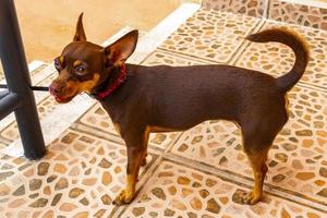 Russian toy terrier dog portrait looking playful and cute Mexico. photo