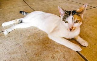 Mexican white cat portrait looking lovely and cute in Mexico. photo