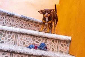 Russian toy terrier dog portrait looking playful and cute Mexico. photo