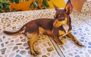 Russian toy terrier dog portrait while relaxing on terrace Mexico. photo