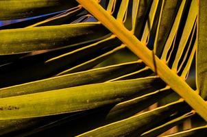 Palm leaves closeup photo