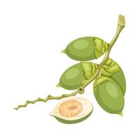 ilustración vectorial, nuez de betel verde, también conocida como nuez de areca, nombre científico areca catechu, aislada en un fondo blanco. vector