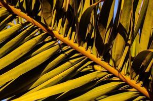 Palm leaf close-up photo