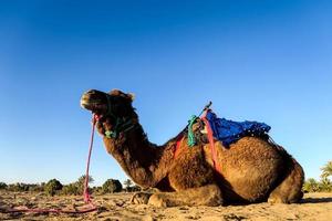 camello en marruecos foto