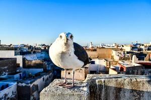 gaviota en marruecos foto