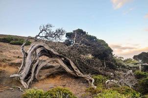 Landscape in summer photo