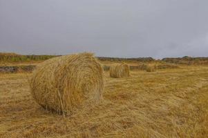 Landscape in summer photo