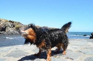 perro en la playa foto