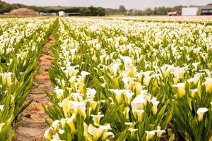 Beautiful flower field photo