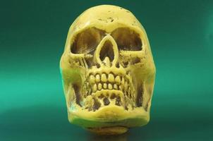 Skull on green background photo