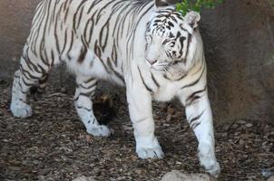 White tiger in a zoo photo