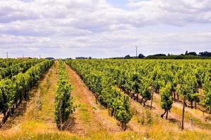 Vineyard landscape at Rome in Italy photo
