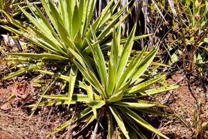 primer plano de la planta del desierto foto