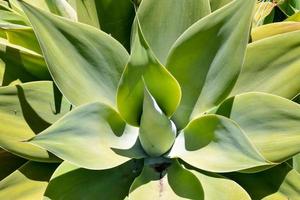 Desert plant close-up photo