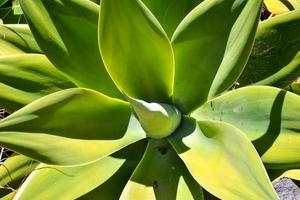 Leaf close-up view photo