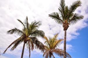 Palm trees close-up photo