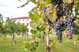 Fresh grape cluster photo