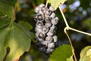 Fresh grape cluster photo