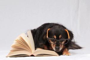 Dog with a book photo