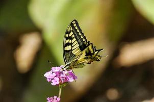 Butterfly on a flower photo