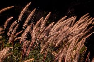 Grass in summer photo