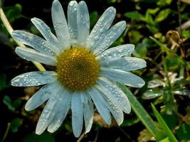 Flower close up photo