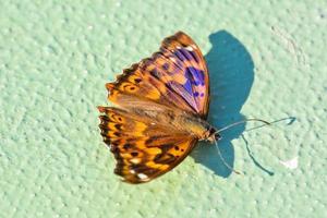 Butterfly on green wall photo