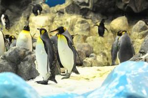 Penguins in the zoo photo