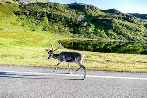 Deer on the road photo