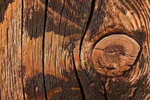 Wooden texture close-up photo