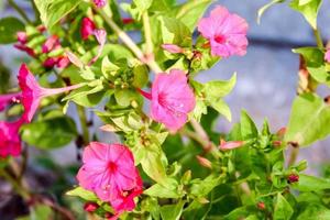 Pink flowers close-up photo