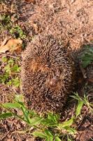 Hedgehog top view photo