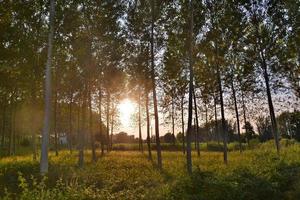 Scenic view of the woods photo