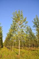 Scenic view of the woods photo