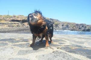 Dog on the beach photo