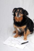 Dog drawing a picture photo