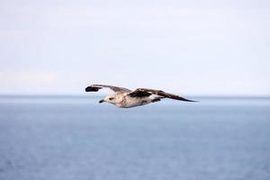 Seagull flying close-up photo