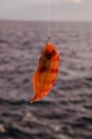 Small fish caught on the hook photo