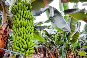 View of banana trees photo