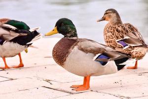 Mallord ducks close-up photo