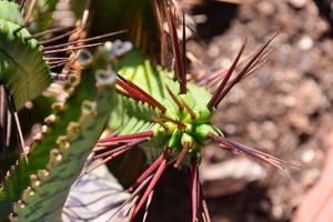 primer plano de la planta de cactus foto