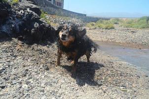 Cute wet dog photo