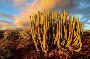 vista con cactus foto